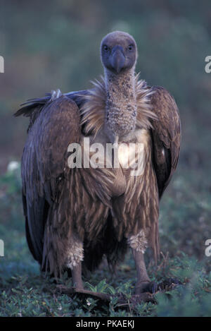 Nicht 1224468 GÄNSEGEIER eurasischen Gänsegeier Tylose in fulvus Serengeti Nationalpark in Tansania Ostafrika Stockfoto