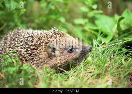 Kleine niedliche Igel wandern in einem Gras Stockfoto