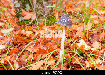Haubentaucher close-up im Wald unter den gefallenen Blätter Stockfoto