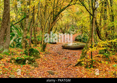 Der Weg in den Wald, mit gefallen die hellen Blättern bedeckt Stockfoto