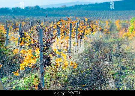 Feld Weinberg Reben nach der Ernte, Herbst anzeigen Stockfoto