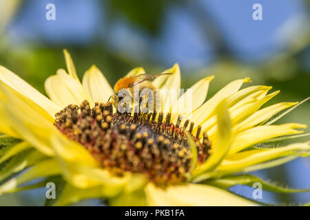 Biene auf Sonnenblume. Biene mit Pollen ernähren von Sonnenblumen, makroaufnahme Stockfoto