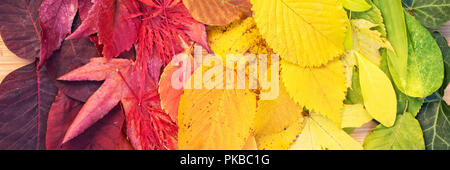 Rainbow bunte Herbstliche Blätter, Panorama Stockfoto