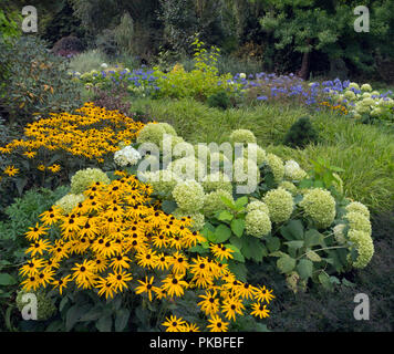 Blaue Agapanthus 'Loch Hoffnung, Hydrangea arborescens und Rudbeckia Gold Sturm in Woodland Garden Stockfoto