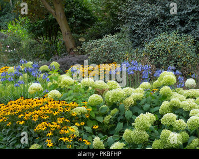 Blaue Agapanthus 'Loch Hoffnung, Hydrangea arborescens und Rudbeckia Gold Sturm in Woodland Garden Stockfoto