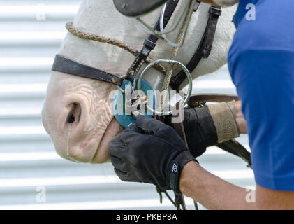 Niagara Polo empfohlene zwei chukker Spiele mit Spielern aus der Toronto Polo Club, traditionelle divot Stomp mit Sekt und halb-Unterhaltung. Stockfoto