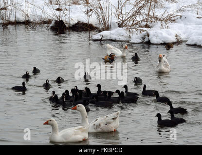 Blässhühner schwimmen im Wasser unter einem Mandarin Ente und anderen Enten Stockfoto