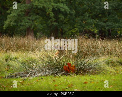 Baby fawn buck Damwild cervidae monophylectic im Gras ruhen Stockfoto