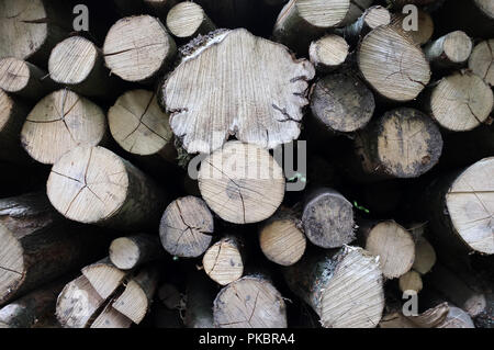 Frisch Holz hoch gestapelt in Grovely Woods, Wilton in der Nähe von Salisbury Großbritannien geschnitten. 2018. Stockfoto