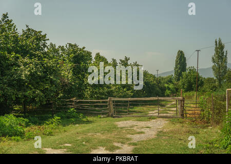 Garten von Haselnuss Baum im Hinterhof. Grüne Gras. Stockfoto