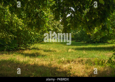 Garten von Haselnuss Baum im Hinterhof. Grüne Gras. Stockfoto