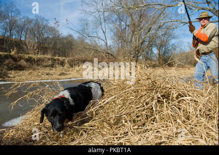 Ein Vogel Jäger Uhren seine französische Britney Arbeit einen Bach unten für Bobwhite Wachteln in Loudoun County, Virginia. Stockfoto