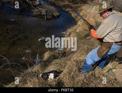 Hochland spiel Vogel Jagd in Loudoun County, Virginia. Ein Vogel Jäger Uhren seine französische Britney Arbeit einen Bach unten für Bobwhite Wachteln. Stockfoto