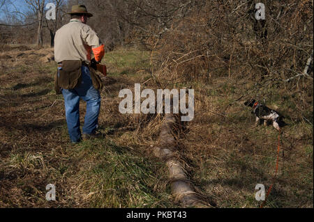 Ein Vogel Jäger Uhren seine französische Britney Arbeit der Kanten auf einem offenen Feld für Bobwhite Wachteln in Loudoun County, Virginia. Stockfoto