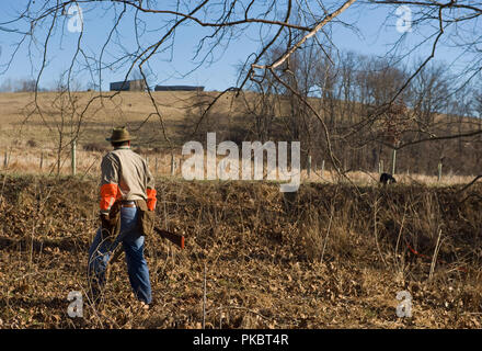 Ein Vogel Jäger Uhren seine französische Britney Arbeit der Kanten auf einem offenen Feld für Bobwhite Wachteln in Loudoun County, Virginia. Stockfoto