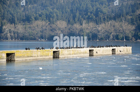 Vögel am Pier des Ice Lake Stockfoto