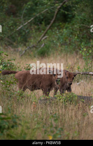 Zwei junge wisent Kälber der Europäischen bison stehend im Naturpark der Maashorst, Niederlande Stockfoto