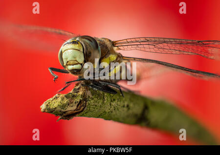 Dragonfly dieser sitzt auf einem kleinen Zweig auf rotem Hintergrund. Stockfoto