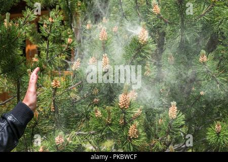Cloud von Pollen einer Kiefer Stockfoto