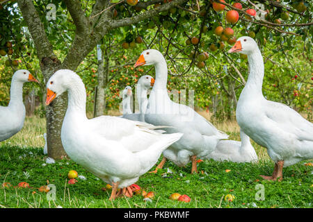 Weiße Gänse unter einem Apfelbaum im Frühjahr Stockfoto