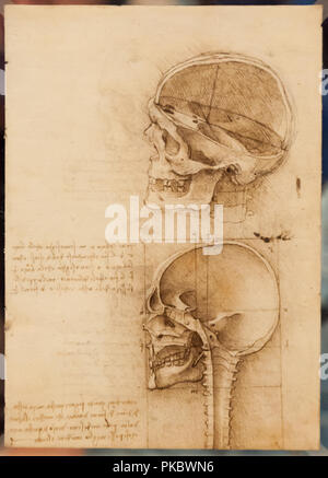 Leonardo da Vinci's menschlicher Schädel und Wirbelsäule anatomische Zeichnung im Queen's Gallery, London, England, Großbritannien Stockfoto