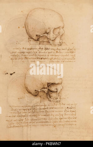 Leonardo da Vinci's menschlicher Schädel anatomische Zeichnung im Queen's Gallery, London, England, Großbritannien Stockfoto