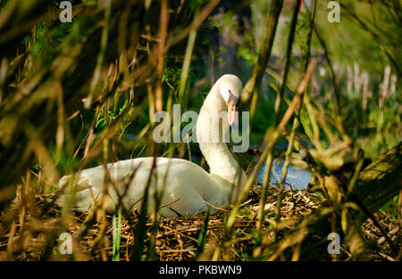 White Swan Zucht auf einem Nest. Stockfoto