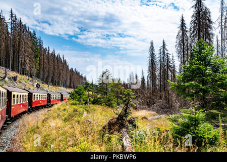 Alte Waggons auf einer Eisenbahn in einem Wald mit hohen Bäumen in einem Sommer Landschaft Stockfoto