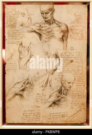 Leonardo da Vinci's menschliche Brüste anatomische Zeichnung im Queen's Gallery, London, England, Großbritannien Stockfoto