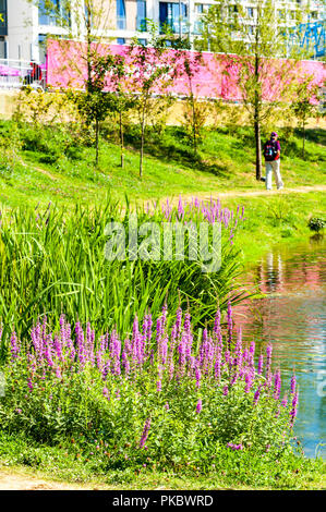 Wilde Blumen und Gräser durch einen Teich an der London Olympic Park 2012, England, Großbritannien Stockfoto