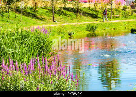 Wilde Blumen und Gräser durch einen Teich an der London Olympic Park 2012, England, Großbritannien Stockfoto