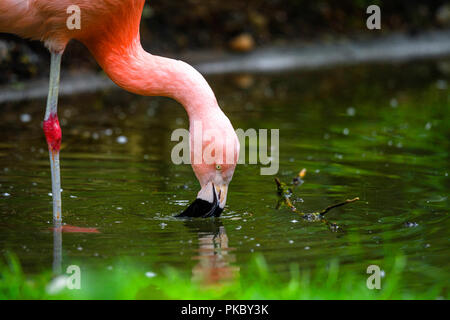 Rosa flamingo Trinkwasser aus einem Teich von grünen Pflanzen umgeben Stockfoto