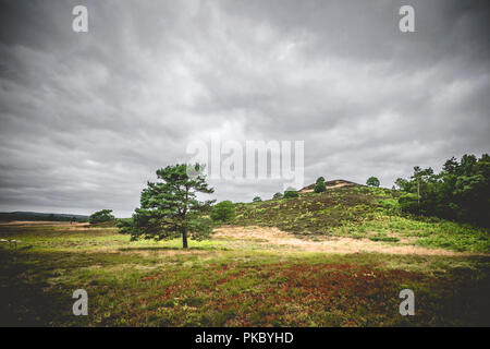 Einsamer Baum auf trockenen Ebenen mit Heather Pflanzen in Wetter Stockfoto