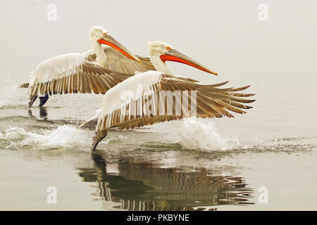 Krauskopfpelikane (Pelecanus crispus) Landung auf dem Wasser im Norden Griechenlands; Kerkini, Griechenland Stockfoto