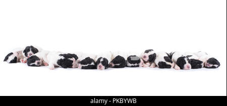 Landseer Hund vor auf weißem Hintergrund Stockfoto