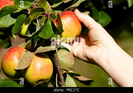 Tayside, Dundee, Schottland, Großbritannien. 12. September 2018. UK Wetter: Das warme Wetter mit Temperaturen bis 16 Grad Celsius. Eine Frau ist die Ernte James Grieves Äpfel in Ihrem Garten in Dundee Schottland. Credit: Dundee Photographics/Alamy leben Nachrichten Stockfoto