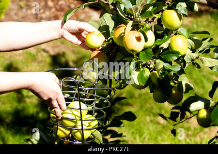 Tayside, Dundee, Schottland, Großbritannien. 12. September 2018. UK Wetter: Das warme Wetter mit Temperaturen bis 16 Grad Celsius. Eine Frau ist die Ernte James Grieves Äpfel in Ihrem Garten in Dundee Schottland. Credit: Dundee Photographics/Alamy leben Nachrichten Stockfoto