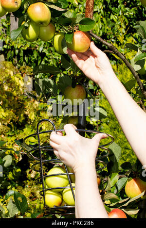 Tayside, Dundee, Schottland, Großbritannien. 12. September 2018. UK Wetter: Das warme Wetter mit Temperaturen bis 16 Grad Celsius. Eine Frau ist die Ernte James Grieves Äpfel in Ihrem Garten in Dundee Schottland. Credit: Dundee Photographics/Alamy leben Nachrichten Stockfoto