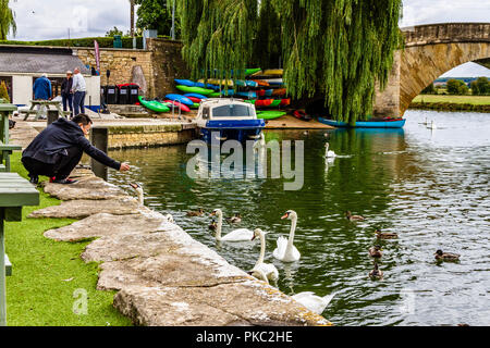 Person Fütterung Schwäne und Enten am Ufer der Themse in Lechlade-on-Thames, Gloucestershire, UK. Stockfoto