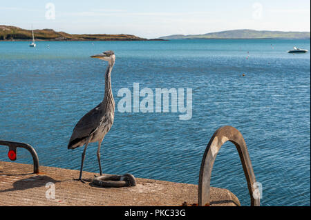 Schull, West Cork, Irland. 12. September 2018. Ein Graureiher (Ardea cinerea) genießt die Sonne auf Schull Pier. Duschen wird schwer heute Abend aber Morgen wird sonnig Zauber haben. Credit: Andy Gibson/Alamy Leben Nachrichten. Stockfoto