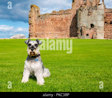 Tantallon Castle, North Berwick, East Lothian, Schottland, UK, 12. September 2018. UK Wetter: einen schönen sonnigen aber windigen Tag auf der Östlichen schottischen Küste.. Frank, ein Schnauzer aus North Wales, genießt einen Besuch des historischen des 14. Jahrhunderts Schildmauer schloss mit Bass Rock in der Ferne Stockfoto