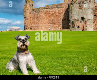 Tantallon Castle, North Berwick, East Lothian, Schottland, UK, 12. September 2018. UK Wetter: einen schönen sonnigen aber windigen Tag auf der Östlichen schottischen Küste.. Frank, ein Schnauzer aus North Wales, genießt einen Besuch des historischen des 14. Jahrhunderts Schildmauer schloss mit Bass Rock in der Ferne Stockfoto