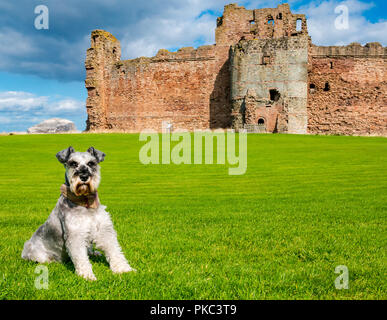 Tantallon Castle, North Berwick, East Lothian, Schottland, UK, 12. September 2018. UK Wetter: einen schönen sonnigen aber windigen Tag auf der Östlichen schottischen Küste.. Frank, ein Schnauzer aus North Wales, genießt einen Besuch des historischen des 14. Jahrhunderts Schildmauer schloss mit Bass Rock in der Ferne Stockfoto