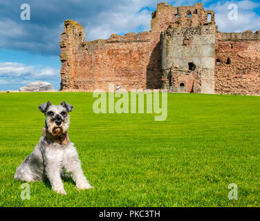 Tantallon Castle, North Berwick, East Lothian, Schottland, UK, 12. September 2018. UK Wetter: einen schönen sonnigen aber windigen Tag auf der Östlichen schottischen Küste.. Frank, ein Schnauzer aus North Wales, genießt einen Besuch des historischen des 14. Jahrhunderts Schildmauer schloss mit Bass Rock in der Ferne Stockfoto