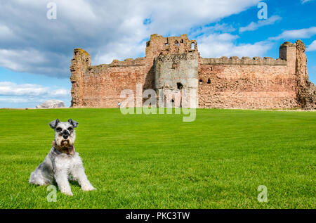 Tantallon Castle, North Berwick, East Lothian, Schottland, UK, 12. September 2018. UK Wetter: einen schönen sonnigen aber windigen Tag auf der Östlichen schottischen Küste.. Frank, ein Schnauzer aus North Wales, genießt einen Besuch des historischen des 14. Jahrhunderts Schildmauer schloss mit Bass Rock in der Ferne Stockfoto