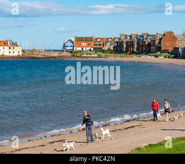 West Bay, North Berwick, East Lothian, Schottland, UK, 12. September 2018. UK Wetter: einen schönen sonnigen aber windigen Tag auf der Östlichen schottischen Küste im Firth von weiter. Hund Spaziergänger am West Bay Beach Stockfoto