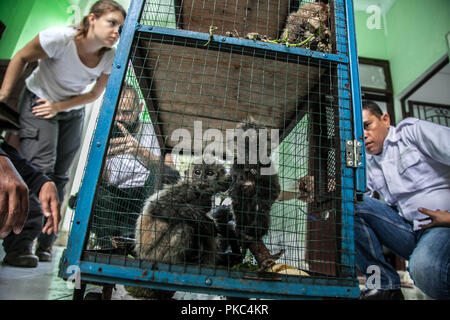 Medan, Nordsumatra, Indonesien. 13 Sep, 2018. Nachweis des Kindes von den Grauen Lutung (Trachypithecus cristatus) in einem Käfig von Schmuggler bei einer Pressekonferenz in Medan am 12. September 2018, Indonesien beschlagnahmt. Wald Beamten verwaltet eine geschützte Handel Verdächtigen in einem online tier zu verhaften, und beschlagnahmt vier grauen Lutung und vier langsam lorises. Credit: Ivan Damanik/ZUMA Draht/Alamy leben Nachrichten Stockfoto