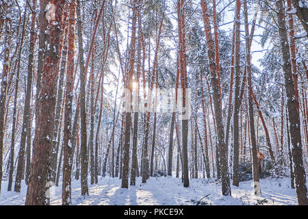 Bäume im Winter Park. Kiefern kauerte mit Schnee im Wald. Saisonale Hintergrund Stockfoto