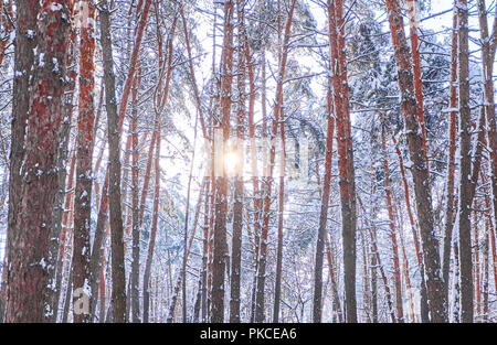 Bäume im Winter Park. Kiefern kauerte mit Schnee im Wald. Saisonale Hintergrund Stockfoto