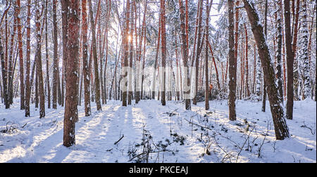 Bäume im Winter Park. Kiefern kauerte mit Schnee im Wald. Saisonale Hintergrund Stockfoto